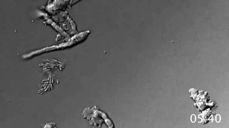 NASA researchers find amoeba reproducing at 63 degrees Celsius
